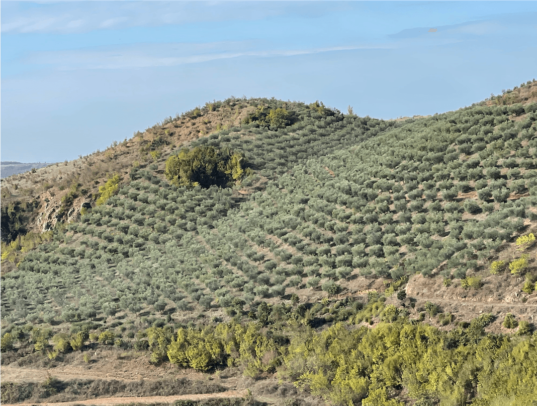 olive tree