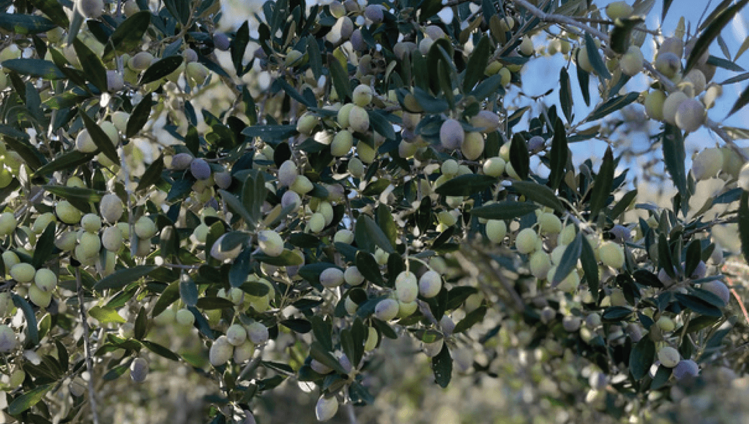 our-olives-2
