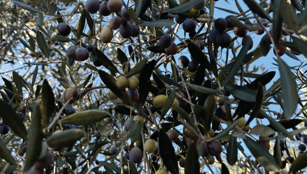 our-olives-3